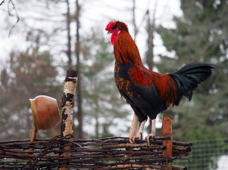 Luxurious cock on a rustic fence wattle