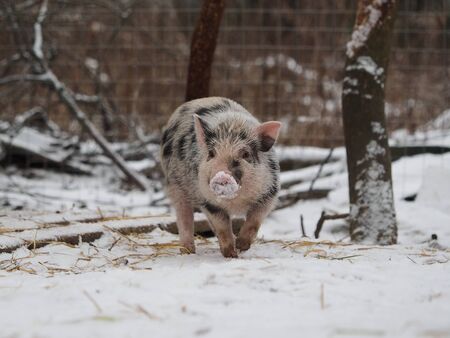Funny little pig. Nose in the snowの写真素材