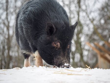 A large black pig or boar digs in the snowの写真素材