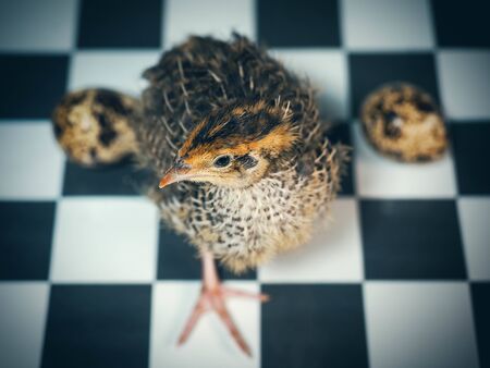 Quail and quail eggs on a chessboardの写真素材