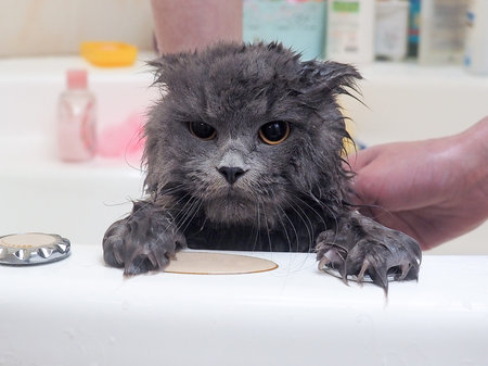 Funny wet cat wash in the bathroom