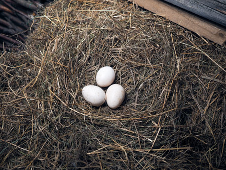 Large poultry eggs lie in the hay