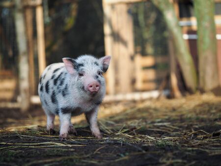 Cute little pig on the farm. Portrait of a spotted pigの写真素材