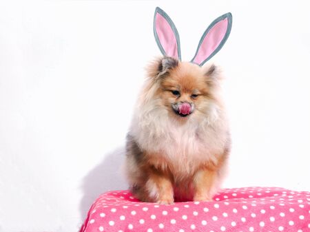 The dog is a Pomeranian with a funny Bunny earsの写真素材