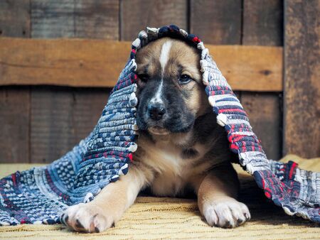 Funny puppy Alabai hiding under the rugの写真素材