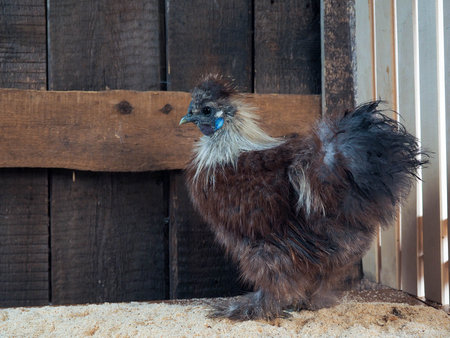 Amazing fluffy chickens. Breed Chinese silk, very unusual birdsの写真素材