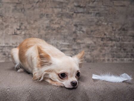 Portrait of a Chihuahua the smallest dogの写真素材