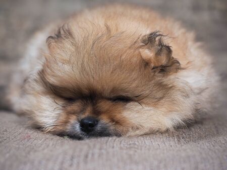 Very furry puppy. The dog falls asleepの写真素材
