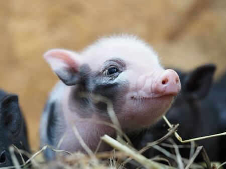 An incredibly cute newborn Piglet is smilingの写真素材