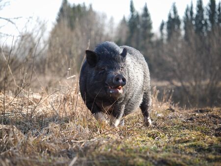 Meeting with a wild boar in nature. Wild animalの写真素材