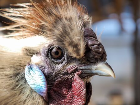 Bright unusual and exotic bird. Chinese silk chicken, portraitの写真素材