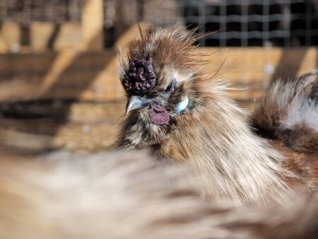 Bright unusual and exotic bird. Chinese silk chicken, portraitの写真素材