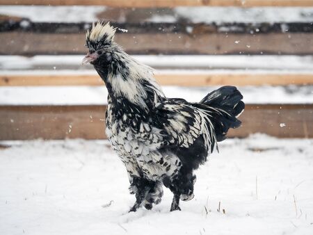 An unusual rare breed of chicken Pavlovskaya silver walks in the snowの写真素材