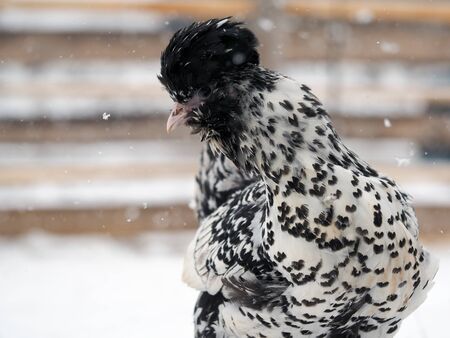An unusual rare breed of chicken Pavlovskaya silver walks in the snowの写真素材