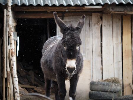 Cute donkey stands confused under the falling snowの写真素材
