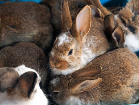 Many young rabbits in the farm's enclosureの写真素材