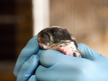A gloved hand holds a newborn baby rabbitの写真素材