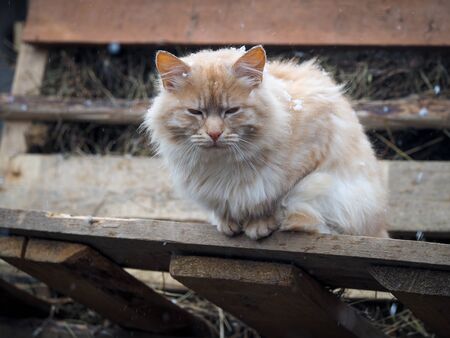 The cat is sitting on a bench under the snowの写真素材