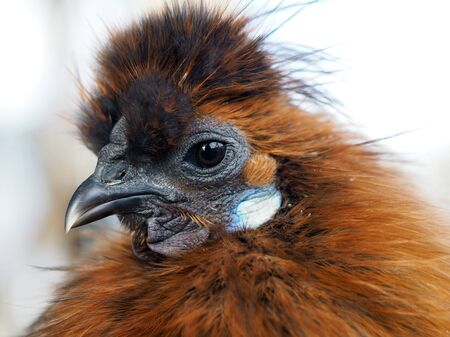 Portrait of an exotic bird. Chinese silk chickenの写真素材