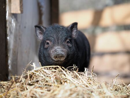 Cute little pig on a farm in the strawの写真素材