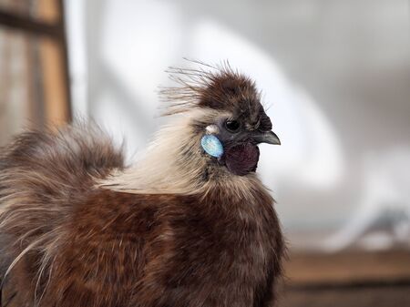 Portrait of an exotic bird. Chinese silk chickenの写真素材