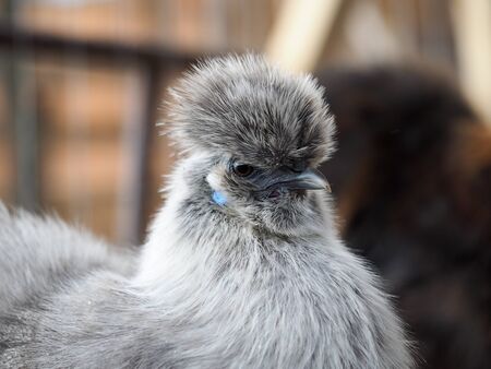 Portrait of an exotic bird. Chinese silk chickenの写真素材