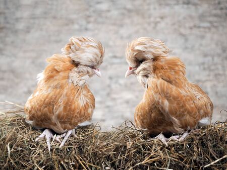 Rare exotic hens with large plumes on their headsの写真素材