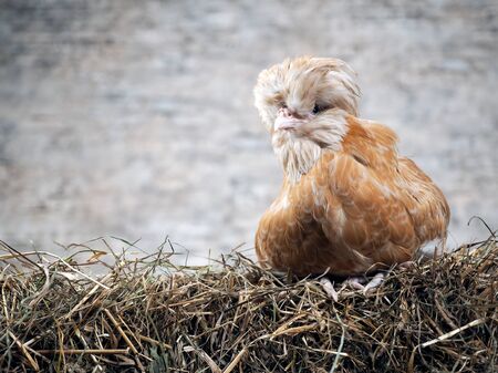 Rare exotic hens with large plumes on their headsの写真素材