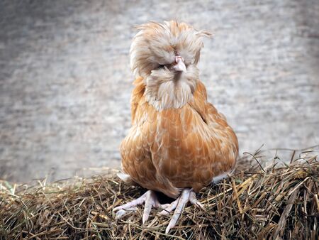 Rare exotic hens with large plumes on their headsの写真素材