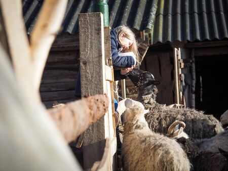 A child feeds goats and sheep on a farmの写真素材