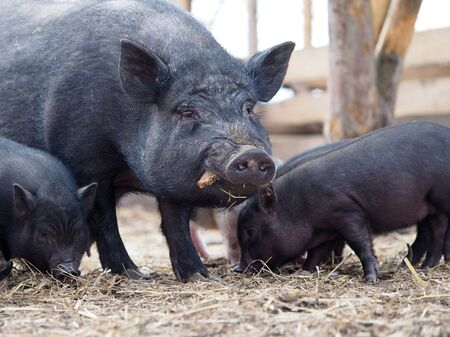 Vietnamese black pigs on a farm run. Little pigsの写真素材