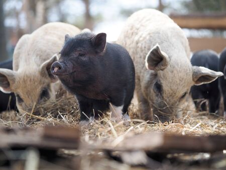 Joint keeping of pigs of different breedsの写真素材