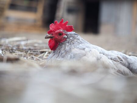 A chicken is lying in the dry grass on a chicken farm paddockの写真素材