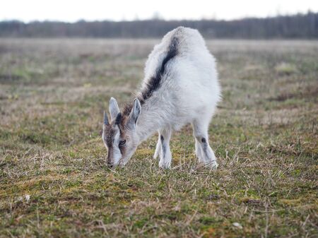 A kid is grazing in a field in the open. Free range of animalsの写真素材