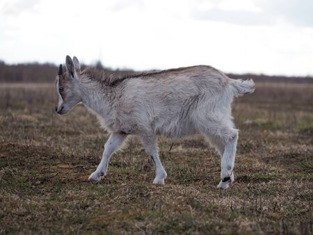 A kid is grazing in a field in the open. Free range of animalsの写真素材