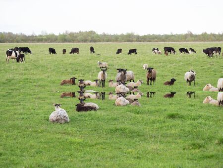 Flocks of sheep and cows on free pasture in the fieldの写真素材