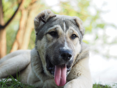 Portrait of a dog in nature. Central Asian shepherd dog, puppy