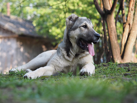 Portrait of a dog in nature. Central Asian shepherd dog, puppyの写真素材
