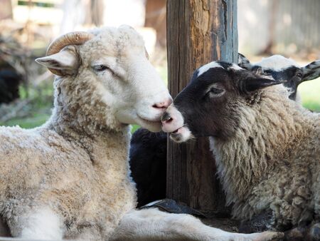 Sheep and RAM. Portrait of animalsの写真素材