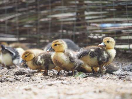 Cute little ducklings walk on the farmの写真素材