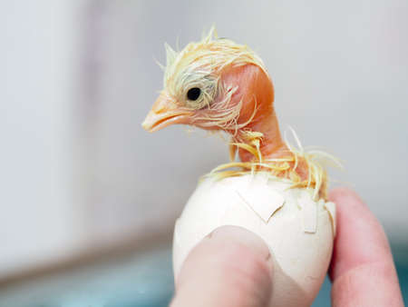 A newborn chick was born from an eggの写真素材
