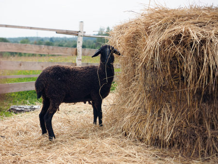 Sheep eat hay on the farm