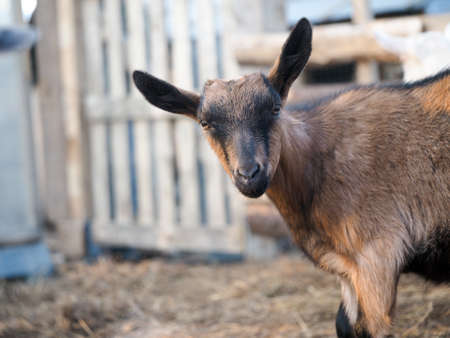 Portrait of a goat on a farmの写真素材