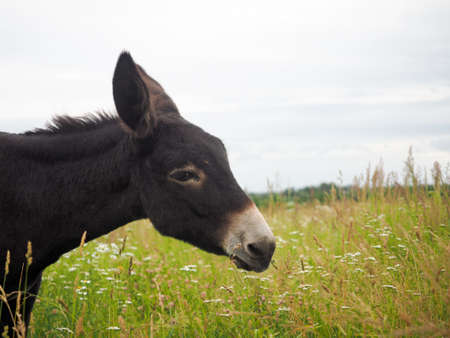 Donkey grazing in the fieldの写真素材