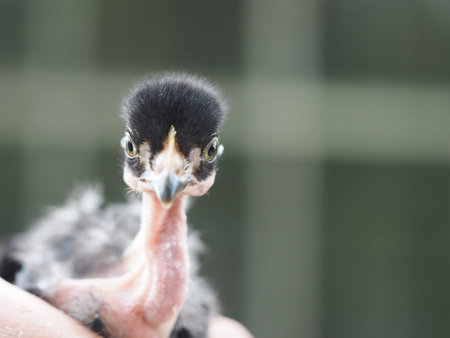 Funny unusual chicken. portrait