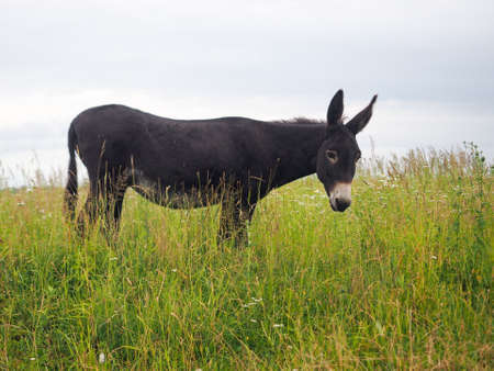 Donkey grazing in the fieldの写真素材