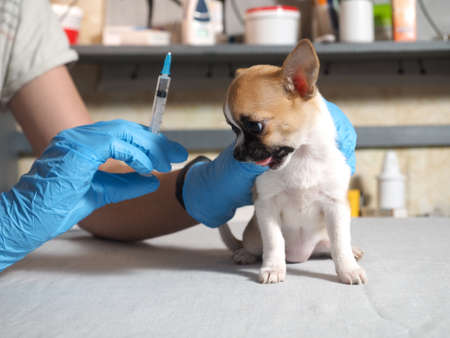 Examination of the dog by a veterinarian. Chihuahua puppyの写真素材