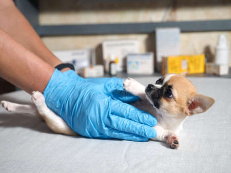 Examination of the dog by a veterinarian. Chihuahua puppyの写真素材