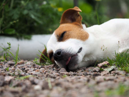 Dog breed Jack Russell. Portrait of a puppyの写真素材