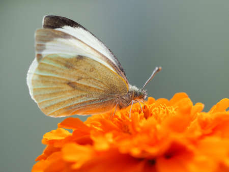 Beautiful butterfly on an orange flowerの写真素材